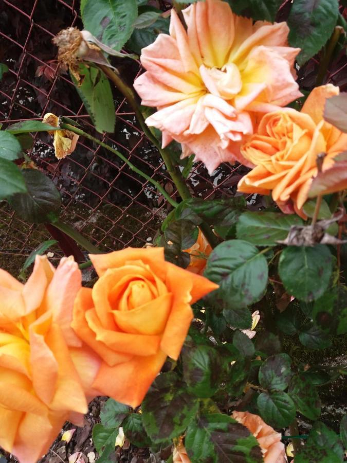 Bed And Breakfast Les Roses Multicolores Du 47 Фюмель Экстерьер фото